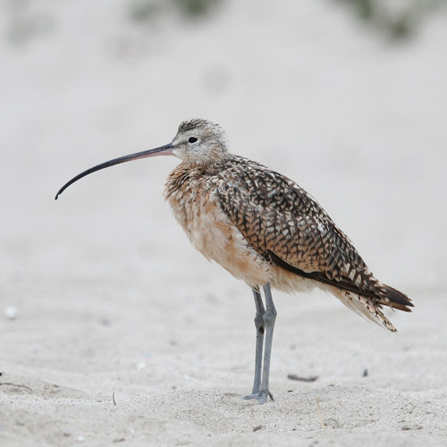 Long-billed Curlew